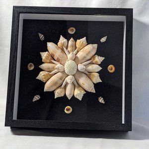 8"x8" Shell Shadowbox